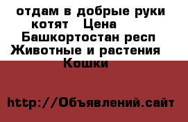 отдам в добрые руки котят › Цена ­ 10 - Башкортостан респ. Животные и растения » Кошки   